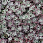 6x Sedum spurium ‘Purpurteppich’ - Vetkruid - Pot 9x9 cm