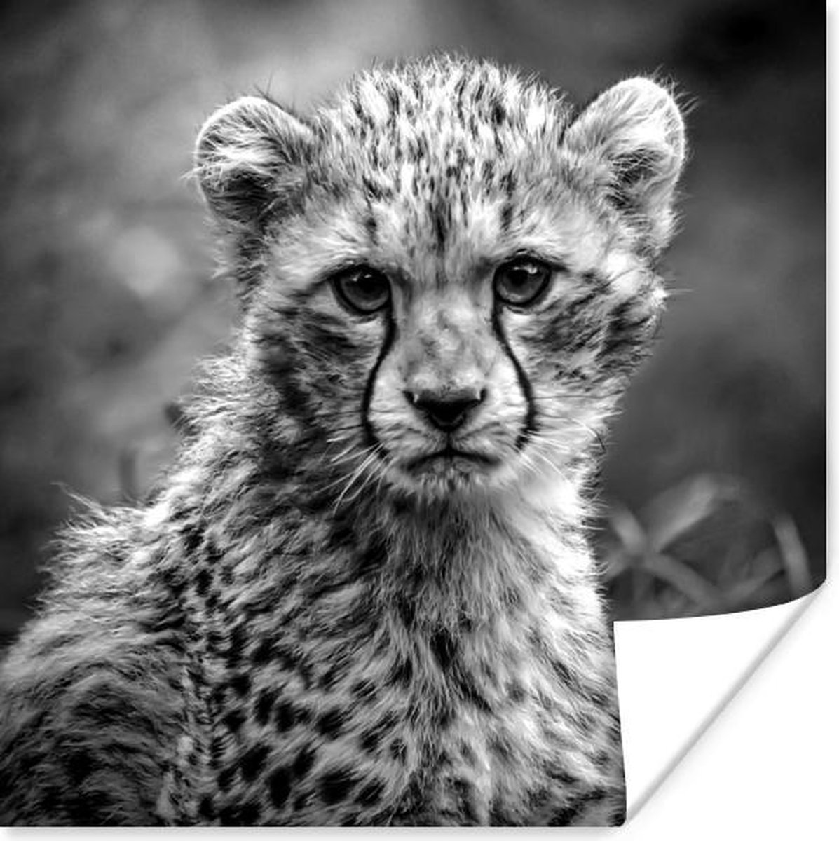 Poster  een cheeta - zwart wit - 30x30 cm - PosterMonkey