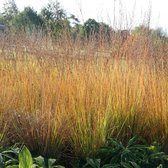 Molinia caerulea 'Heidebraut' - Pijpestrootje - Pot 17 cm (2 liter)