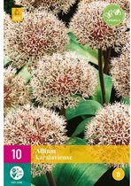 Allium karataviense Bloembol Ø 10 cm 12 cm 10 Stuks