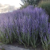 Perovskia atriplicifolia 'Blue Spire' - Reuzenlavendel - Pot Ø 17 cm (2 liter)