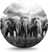 Maison de France - Dibond  Kudde olifanten - wit dibond / rond - 120 cm