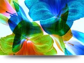 Maison de France - Voor acrylglas Kleurige bloemen - licht - plexiglas - 80 x 120 cm