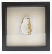 Gouden oester in witte lijst - 27x27cm