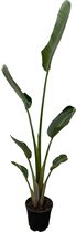 Strelitzia Augusta - Paradijsvogelbloem - 160 - 180cm - Grote Kamerplant