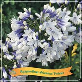 3x Agapanthus Africanus Twister - Grote pot Ø 22 (5L) - ↑ 70cm - Wit / paars - Set van 3