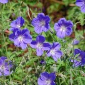 6 x Geranium hybr. 'Brookside' - Ooievaarsbek in pot 9 x 9 cm