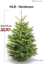 Nordmann Kerstboom (Vers) 150-175cm
