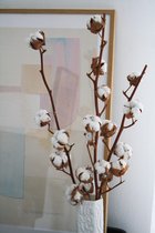 Droogbloemen - Witte Katoentakken / Katoenbollen - Lente decoratie - 3 takken
