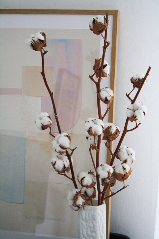 Fleurs séchées - Branches de coton marron / Boules de coton - Couleur  marron naturel -... | bol.com