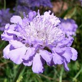 6x Scabiosa columbaria ‘Butterfly Blue’ - Duifkruid - Pot 9x9 cm