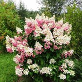 Hydrangea paniculata 'Confetti' - Pluimhortensia - Pot Ø 26 cm (7,5 liter)