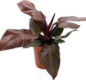 SIMPLYBLOOM.EU - Philodendron Cherry Red