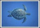 Poster van een schildpad - 50x70 cm