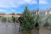 Echte Kerstboom Nordmann Spar A-Keuze 300 - 325 cm Gezaagd (zonder kluit)