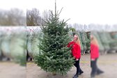 Echte Kerstboom Nordmann Spar A-Kwaliteit 350 - 375 cm Gezaagd (zonder kluit)