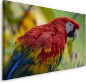 Schilderij - Kleurrijke Ara in de Natuur, Premium Print
