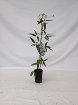 Clematis arm. 'Snowdrift' 70- 80cm - 2 stuks - rijke bloei - witte bloemen - klimplant  - in pot