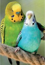 Een blanco wenskaart met twee hele mooie papegaaien op een stuk touw. Een papegaai is groen met gele tinten en de ander blauw met witte tinten. Een dubbele wenskaart inclusief enve