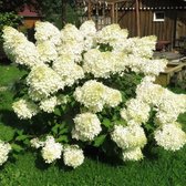 Hydrangea paniculata 'Polar Bear' - Pluimhortensia - Planthoogte: 50-60 cm - Pot Ø 22 cm (4,5 liter)