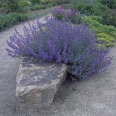 6 x Nepeta faassenii - Kattenkruid in 9x9cm pot met hoogte 5-10cm