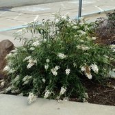 Buddleja davidii Free Petite® Snow White - Dwergvlinderstruik - Pot Ø 15 cm (1,5 liter)