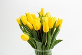 Tulp geel, 10 stuks per doos gratis thuis bezorgt