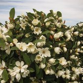 Michelia 'Fairy Magnolia Cream' | Schijnmagnolia per 2 stuks - Buitenplant in kwekerspot ⌀19 cm - ↕60-70 cm