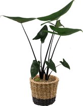 Alocasia Zebrina Black Stem in mand - bijzondere kamerplant in speciale cadeauverpakking