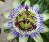 Bloemzaden - Passiebloem - Passiflora Caerulea - Inclusief Handleiding