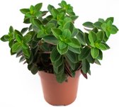 Peperomia Verticillata  Ø11cm  Red Log