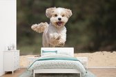 Behang - Fotobehang Een Shih Tzu hond huppelt door het gele zand - Breedte 420 cm x hoogte 280 cm