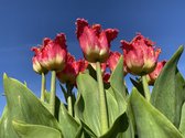 Tulpenbollen (Tulipa) Joint Division / gekarteld roze met geel / 50 stuks bloembollen (bloembollen)