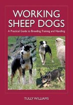 Working Sheep Dogs