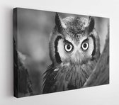 Onlinecanvas - Schilderij - Een Whitefaced Owl (artistieke Verwerking) Art Horizontaal Horizontal - Multicolor - 115 X 75 Cm