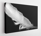 Veer van een vogel op een zwarte achtergrond - Modern Art Canvas - Horizontaal - 324307715 - 80*60 Horizontal