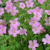 6x Geranium endressi ‘Wargrave Pink’ - Ooievaarsbek - Pot 9x9 cm