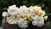 Albéric Barbier | Klimroos | Wit | Goed geurend | Veel bloemen | Doorbloeiend | 5 meter hoog | Wortel
