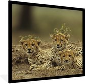 Fotolijst incl. Poster - Jonge cheetah welpen - 40x40 cm - Posterlijst