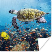 Poster Schildpad bij koraalrif - 100x100 cm XXL