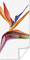 Affiche Strelitzia - Aquarelle - Fleurs - 60x120 cm