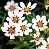 Coreopsis 'Star Cluster' - Meisjesogen - 10 cm - Pot 2 liter