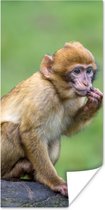 Poster Jeune singe macaque sur une branche - 75x150 cm