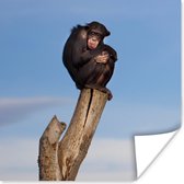 Poster Aap - Paal - Chimpansee - Dieren - Lucht - 30x30 cm