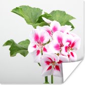 Poster Kleurrijke geranium bloemen - 100x100 cm XXL