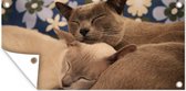 Schuttingposter Twee knuffelende Burmese katten - 200x100 cm - Tuindoek