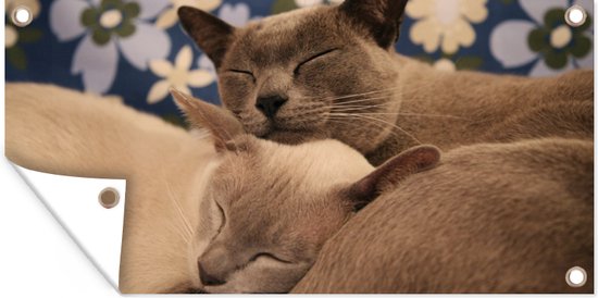 Tuinposter Twee knuffelende Burmese katten - Tuindoek