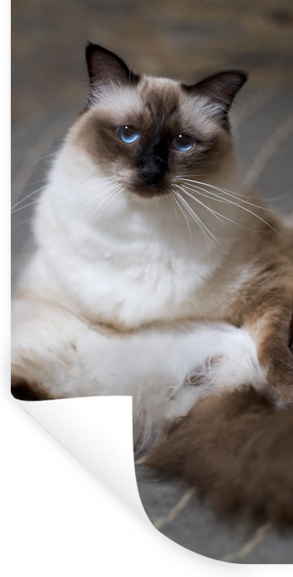 Stickers Stickers muraux - Chat - Fourrure - Marron - 80x160 cm - Film adhésif