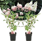 Plant in a Box - Hydrangea paniculata Diamond - Set van 2 - Pot 17cm - Hoogte 30-40cm