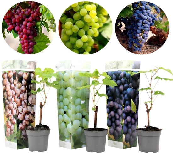 Plant in a Box - Mix van 3 druivenplanten - Vitis Vinifera - Druif - Pot ⌀9cm - Hoogte ↕ 15-30cm